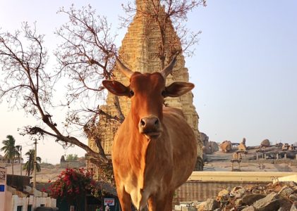 Religiöse Unreinheit vs. industrielle Verschmutzung in Indien